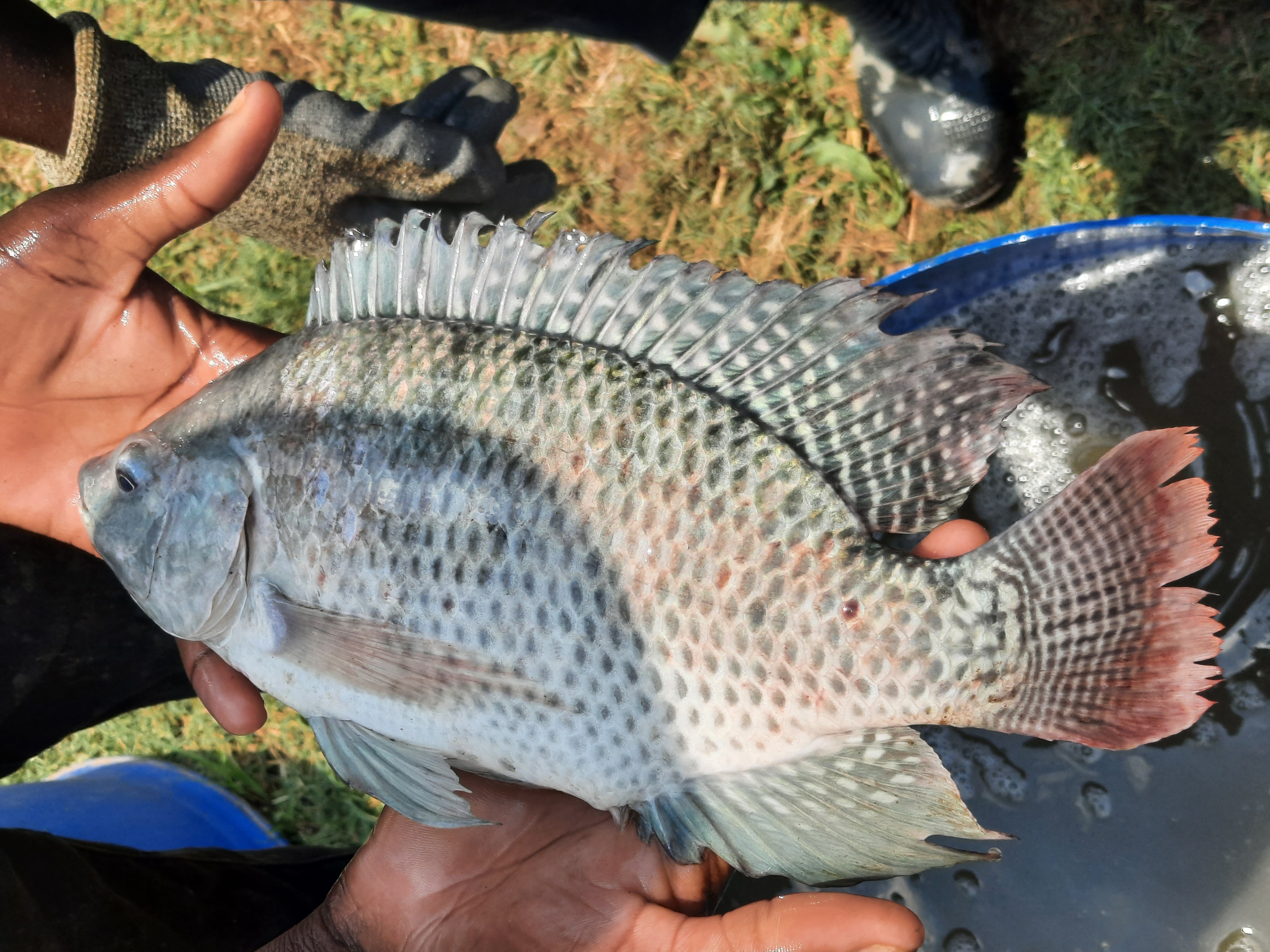 Hands-on tilapia handling during a practical training day.